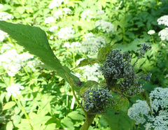 Cavariella aegopodii