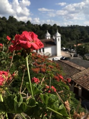 Puccinia pelargonii-zonalis
