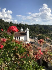 Puccinia pelargonii-zonalis