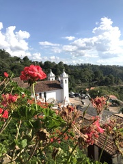 Puccinia pelargonii-zonalis