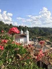 Puccinia pelargonii-zonalis