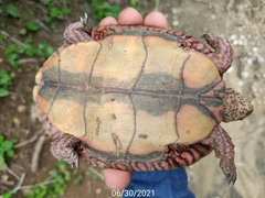 Rhinoclemmys pulcherrima pulcherrima