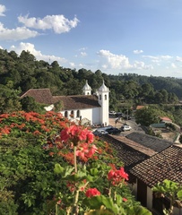 Puccinia pelargonii-zonalis