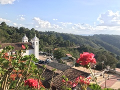Puccinia pelargonii-zonalis