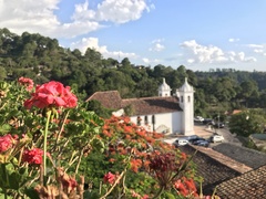Puccinia pelargonii-zonalis