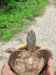 Rhinoclemmys pulcherrima pulcherrima