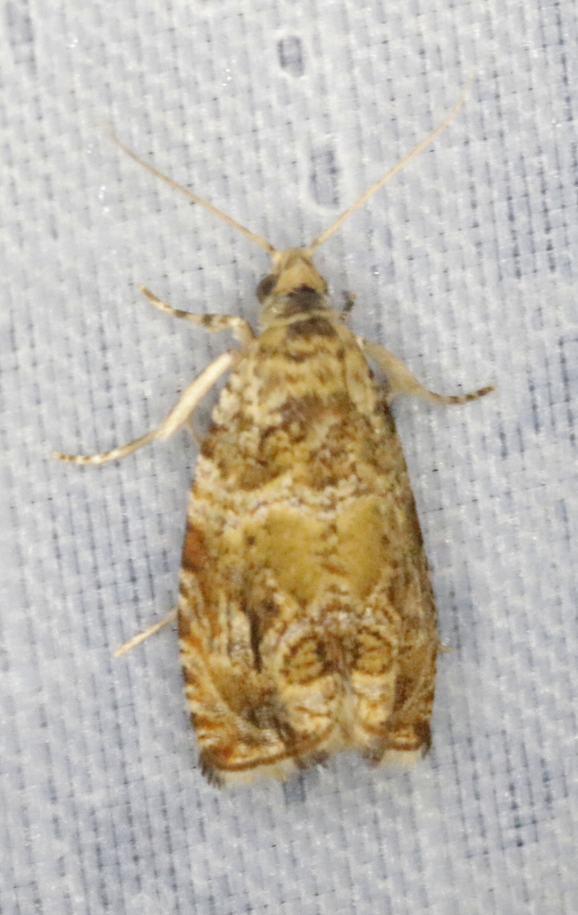 Olivaceous Olethreutes Moth
