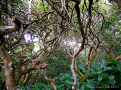 Psidium cattleyanum
