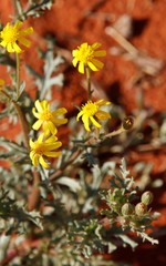 Senecio consanguineus