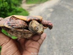 Rhinoclemmys pulcherrima pulcherrima