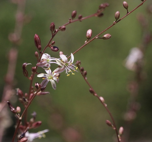 Smallflower soap plant (Chlorogalum parviflorum)