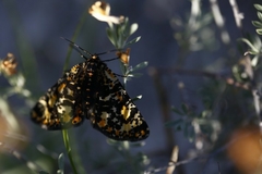 Eurranthis plummistaria