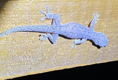 Phyllodactylus palmeus