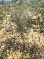 Eremosparton aphyllum