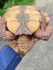 Rhinoclemmys pulcherrima pulcherrima