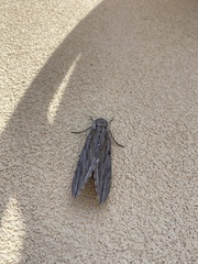Sphinx chersis