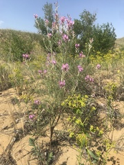 Astragalus brachylobus