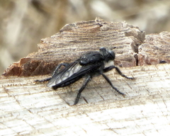 Andrenosoma atrum