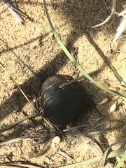 Polyphaga aegyptiaca