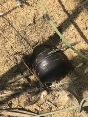 Polyphaga aegyptiaca
