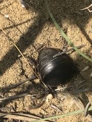 Polyphaga aegyptiaca