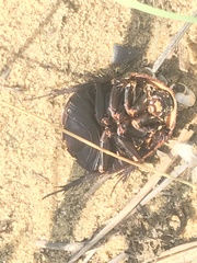 Polyphaga aegyptiaca