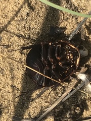 Polyphaga aegyptiaca