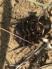 Polyphaga aegyptiaca