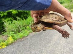 Rhinoclemmys pulcherrima pulcherrima