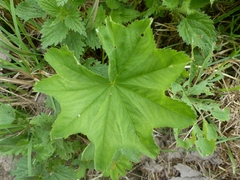 Alchemilla xanthochlora