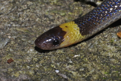 Enulius flavitorques