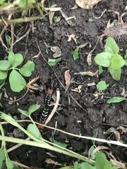 Staphylinus caesareus