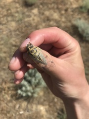 Cicadatra querula