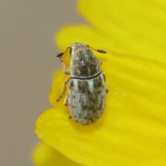 Trigonorhinus