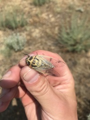Cicadatra querula