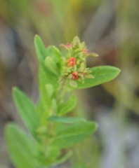 Hypericum ellipticum