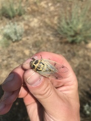 Cicadatra querula