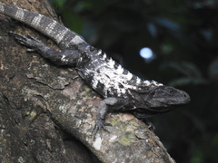 Ctenosaura oedirhina