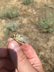 Cicadatra querula