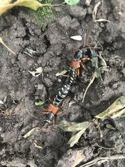 Staphylinus caesareus