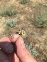 Cicadatra querula