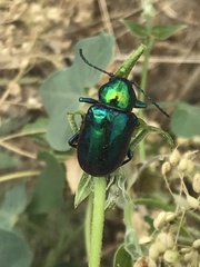 Chrysochares asiaticus