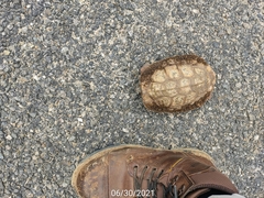 Rhinoclemmys pulcherrima pulcherrima