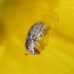 Trigonorhinus
