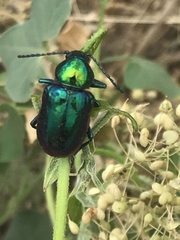 Chrysochares asiaticus