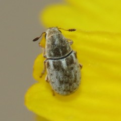 Trigonorhinus