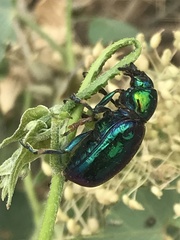 Chrysochares asiaticus