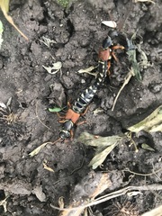 Staphylinus caesareus