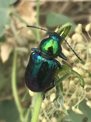 Chrysochares asiaticus