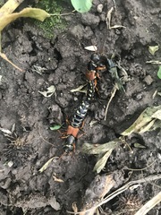 Staphylinus caesareus